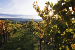 A Little About Artevino Wines